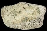 Fossil Dinosaur Jaw Bone Fragment - Aguja Formation, Texas #105033-1